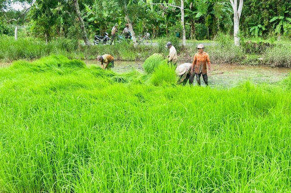 Mùa cấy lúa ở tỉnh Cà Mau thường bắt đầu trong tháng 8 âm lịch.
