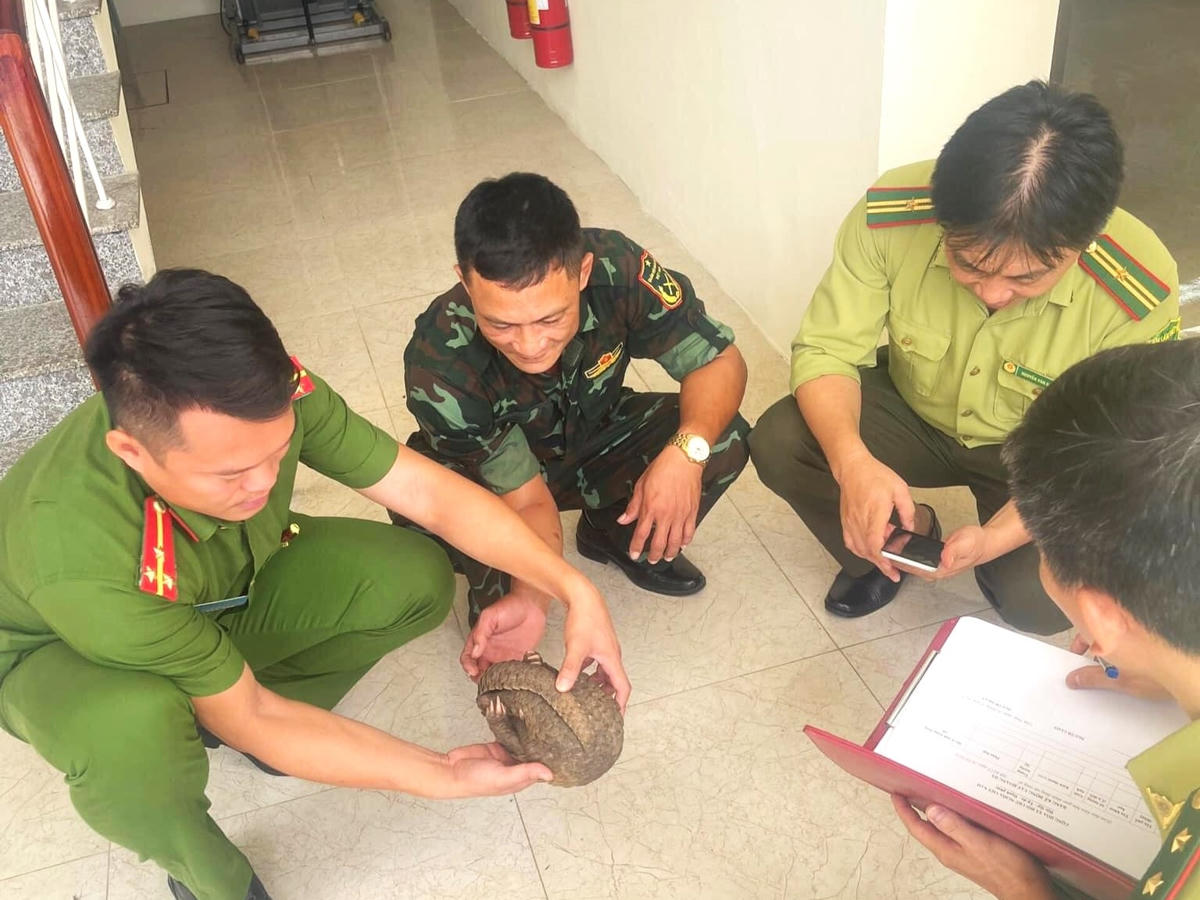 Anh Lương mang cá thể tê tê quý hiếm này bàn giao cho lực lượng chức năng.
