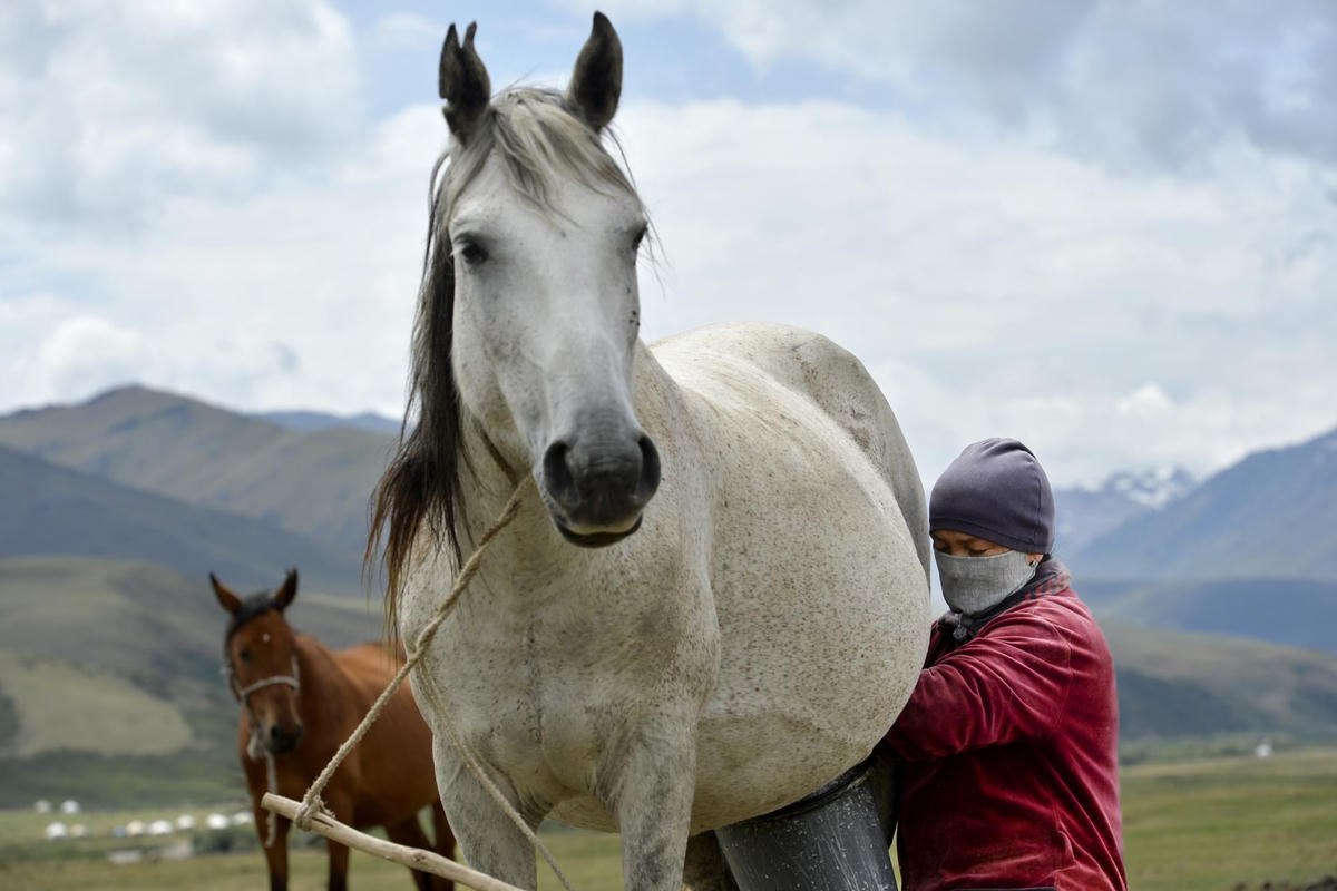 [ẢNH] Không bỏ lỡ cơ hội thưởng thức rượu sữa ngựa ở Kyrgyzstan