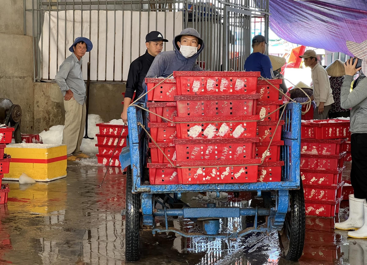 Nhân công vận chuyển đá lạnh đi ướp cá.