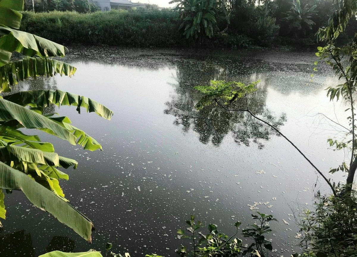 Nước sông Bút (đoạn chảy qua thôn Hồng Phong) đen đặc và ô nhiễm.