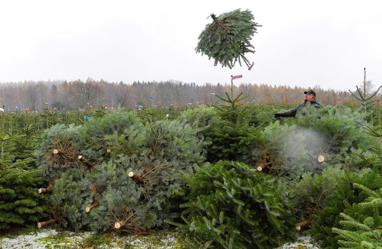 Cây thông Noel được thu gom tại một đồn điền ở Berggiesshuebel, Đức.