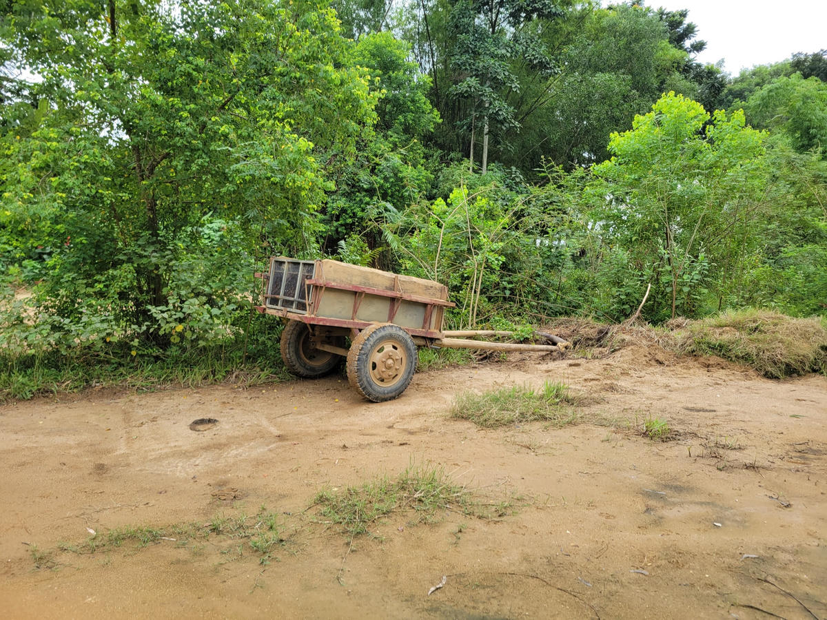 Xe bò là phương tiện người dân dùng để vận chuyển cát.