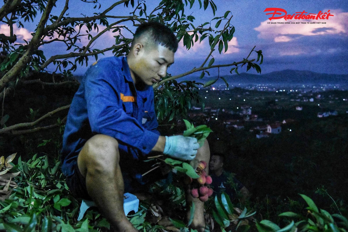 Hầu hết, các thương lái mua vải vào buổi sáng sớm để buổi chiều đóng hàng vận chuyển đi các tỉnh khác để tiêu thụ hoặc xuất khẩu ra nước ngoài. Cũng vì thế, mà người dân huyện Lục Ngạn đều phải trắng đêm thu hoạch.