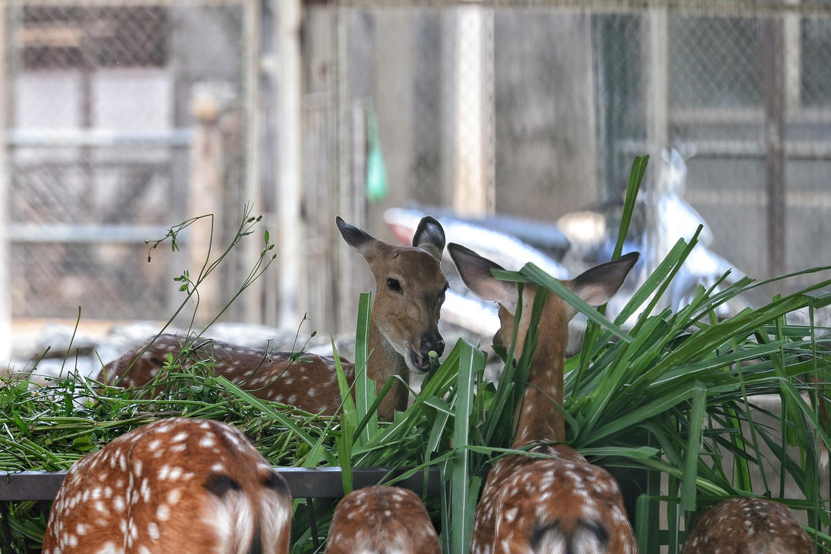 Mặc nắng nóng, Công viên Thủ Lệ đông vui ngày Quốc tế Thiếu nhi