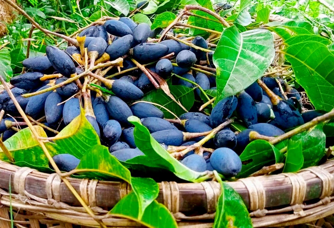 Trám đen vào vụ mùa với những chùm quà trĩu cành đen nhánh.