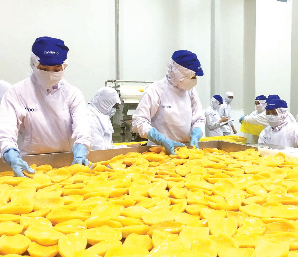 Chế biến trái cây xuất khẩu của một doanh nghiệp tại Đông Nam Bộ. Ảnh: Quốc Định.