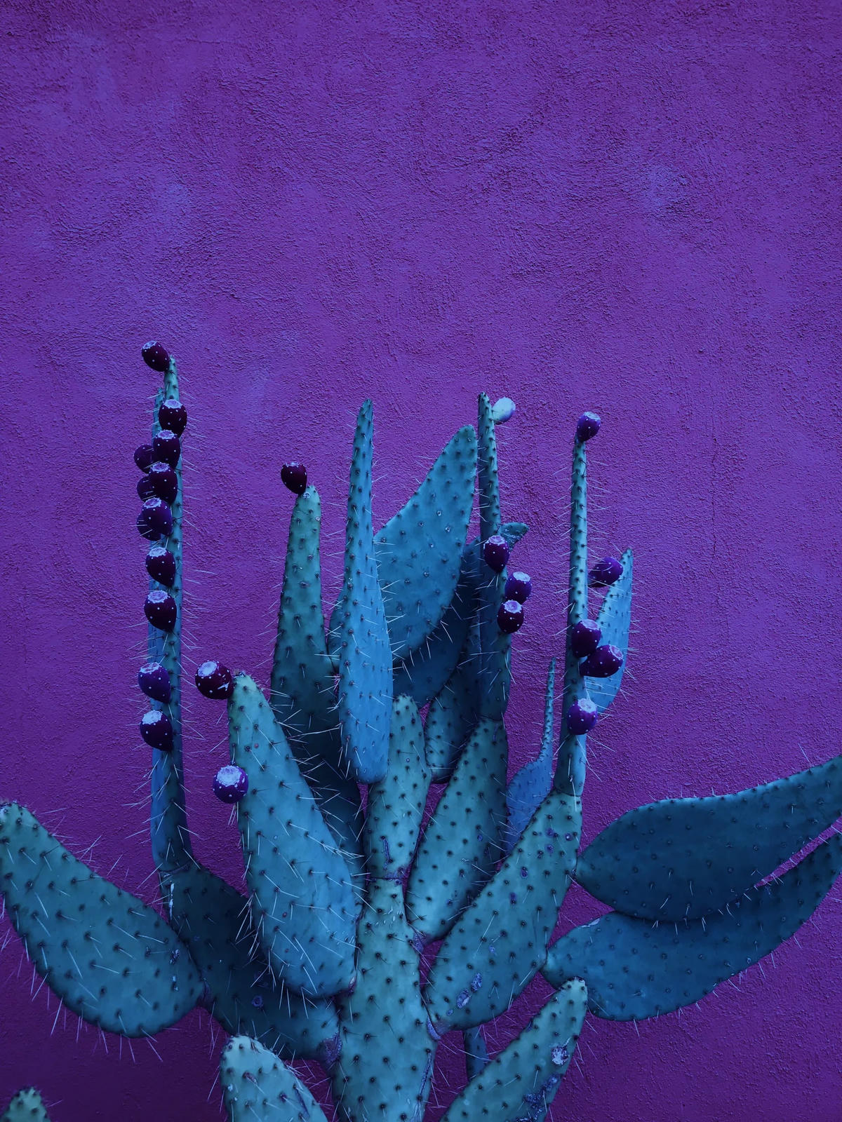 Á quân hạng mục Thiên nhiên gọi tên bức ảnh "Succulent lúc nửa đêm" được chụp trên iPhone 7 Plus. Ảnh: Charlotte Mason Mottram