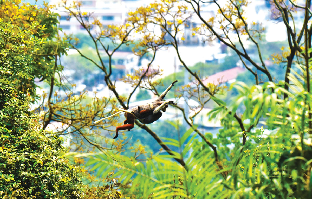 Voọc chà vá chân nâu ôm con bay qua những cành hoa vàng.  
