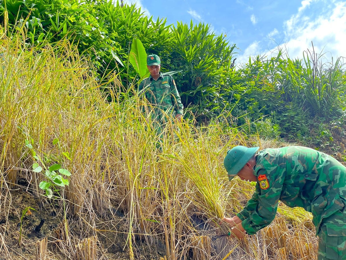 Chiến sĩ đang tích cực gặt lúa giúp cho bà con.