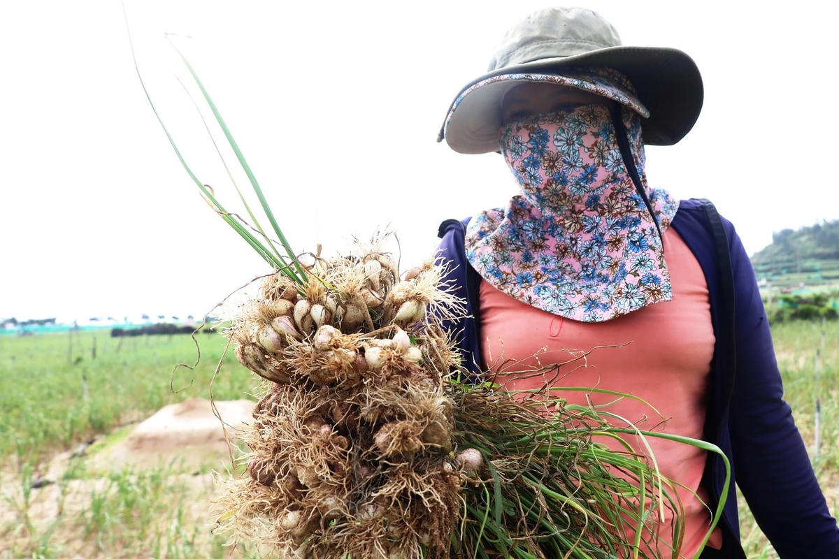 Vụ tỏi này người dân Lý Sơn thất thu.