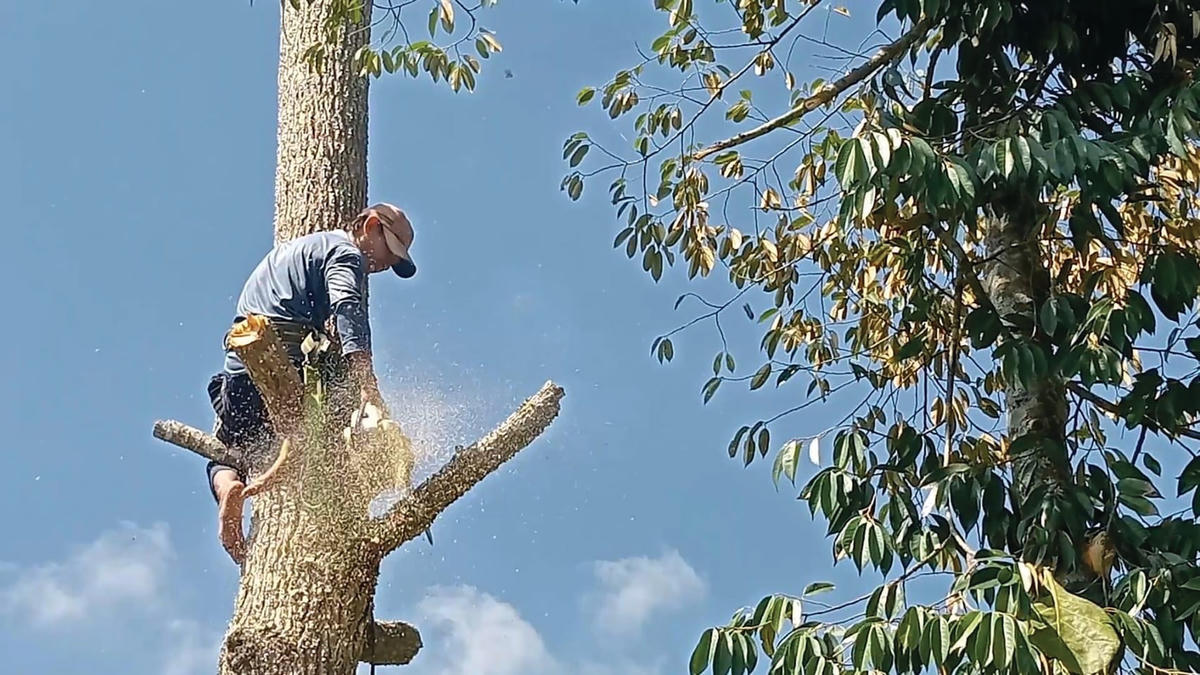 Anh Dũng với công việc cưa cây quen thuộc.  