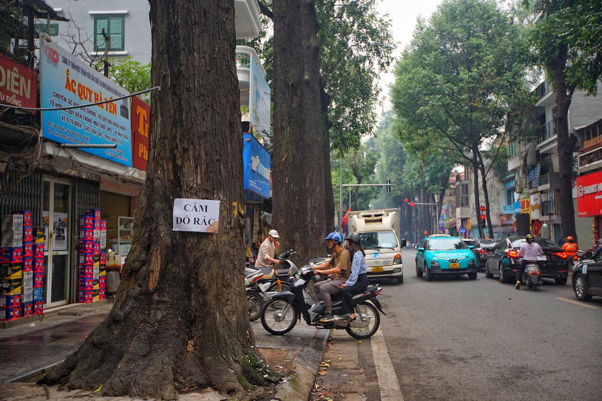 hang_cay_sao_den-le-khanh9-d9ae1aa92761cdde493d9560006556a9.jpg