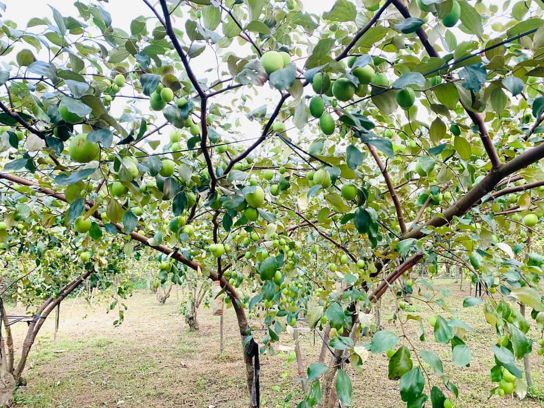 Từ bãi đất bỏ hoang trơ trọi ở ven sông La, anh Nguyễn Trung Tính ‘đánh liều’ trồng 300 gốc táo đại.