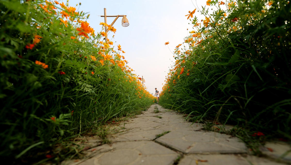 Con đường hoa giữa cánh đồng 'gây sốt' ở Hà Tĩnh