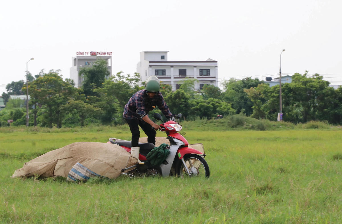 Đi xe máy săn cào cào, châu chấu.