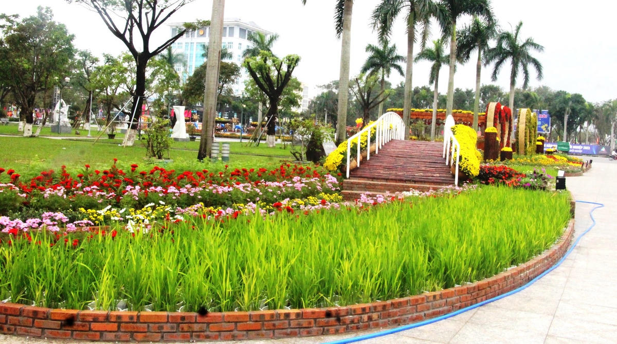 Một cảnh đồng ruộng lúa của người dân xứ Quảng.