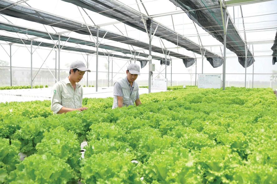 Trồng rau an toàn theo tiêu chuẩn VietGap.