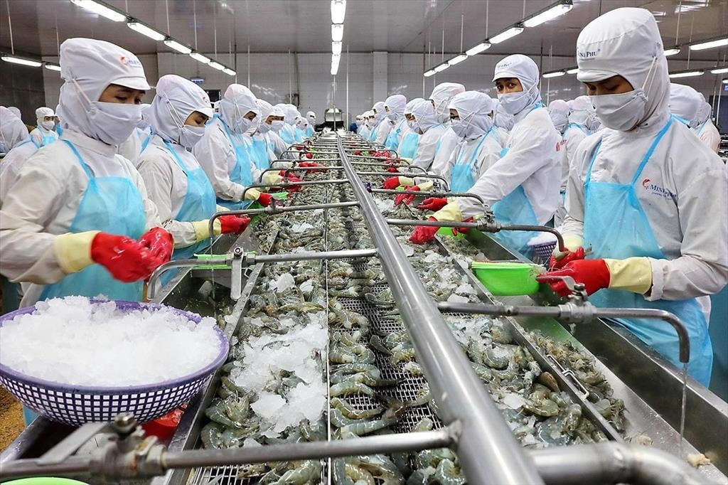 Chế biến tôm xuất khẩu.