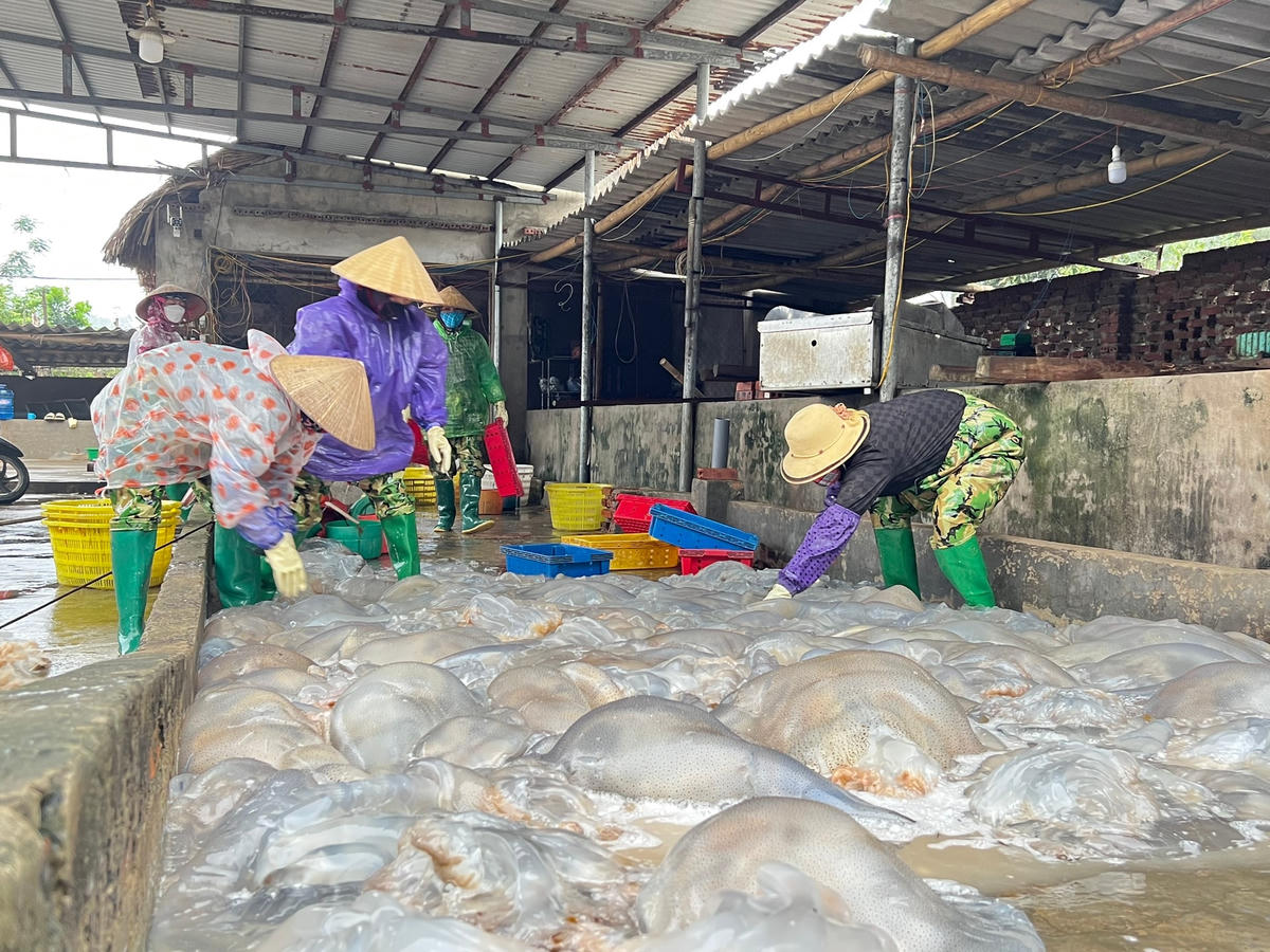 Ngoài đánh bắt, nghề thu mua, chế biến sứa biển cũng là nghề đem lại thu nhập khá cho nhiều người ở xã biển Hoằng Trường. Hiện nay, toàn xã còn 4 cơ sở thu mua, chế biến sứa biển xuất đang tạo việc làm cho hàng trăm lao động địa phương.  