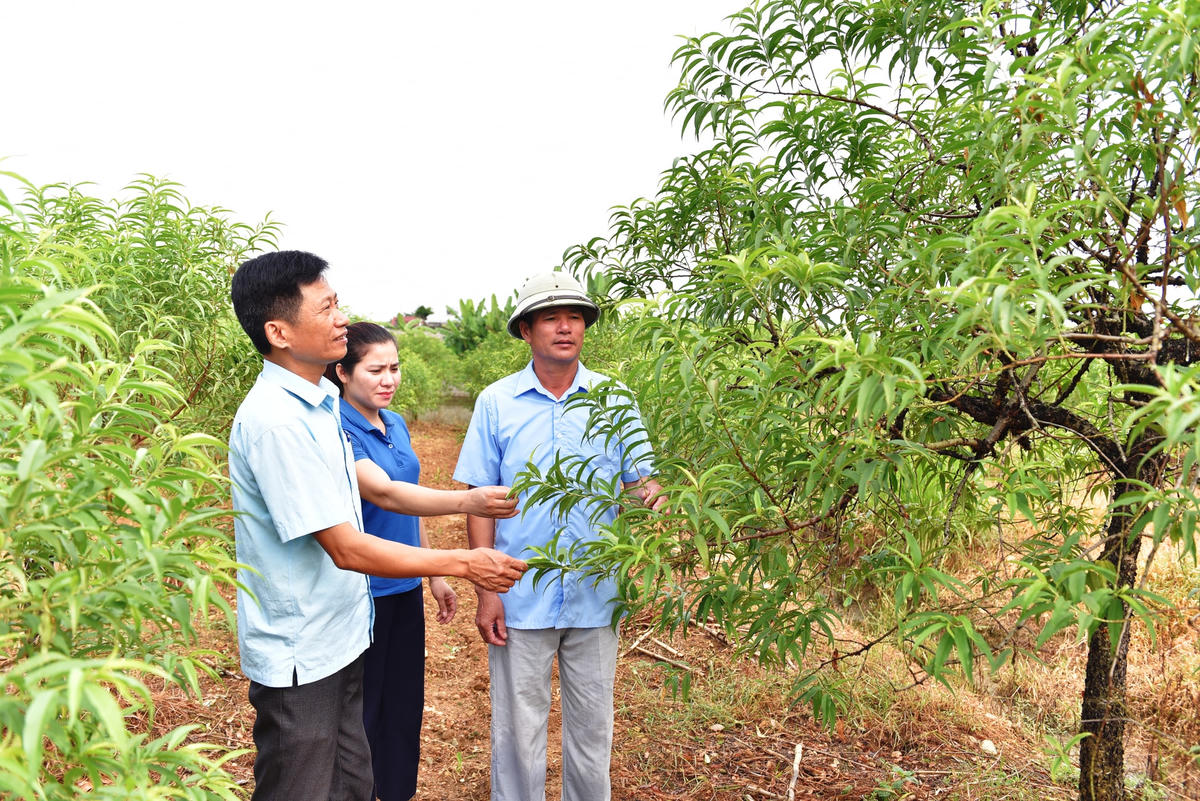 Ông Quách Văn Lưu (người đội mũ) bên hơn 3.000 gốc đào phai của gia đình.