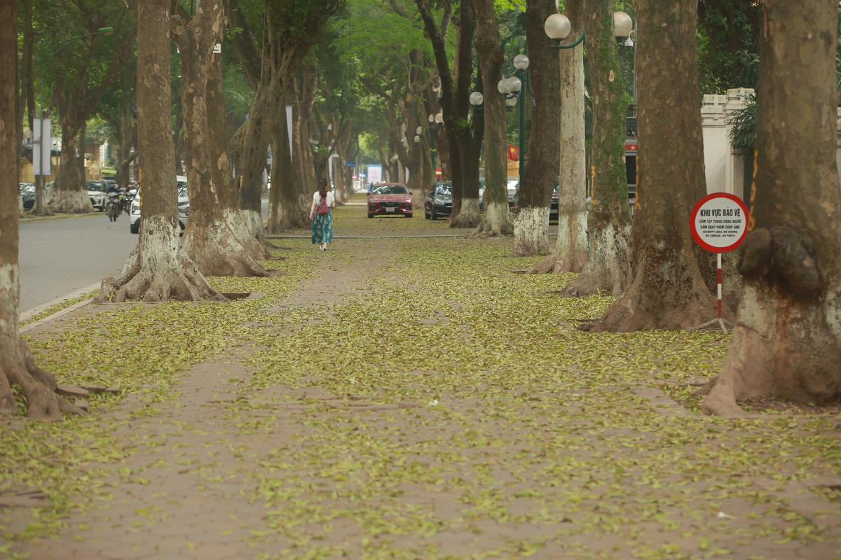 Con đường  trở nên giản dị, bình yên đến lạ trong mùa lá vàng.