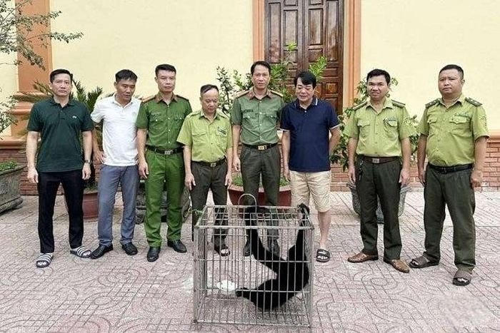 Vườn quốc gia Vũ Quang tiếp nhận cá thể vượn đen má trắng quý hiếm.