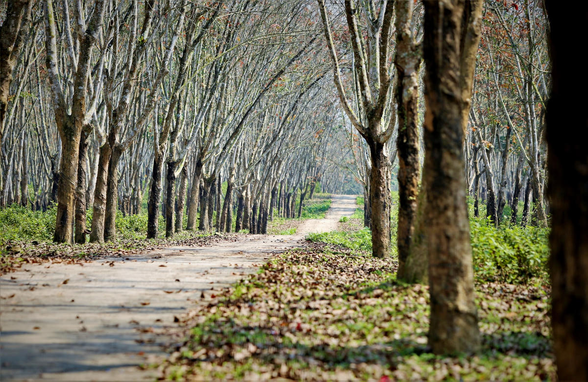 Dưới các gốc cây những chiếc lá khô phủ một lớp bàng bạc khá dày trên mặt đất tạo nên khung cảnh rất nên thơ. 
