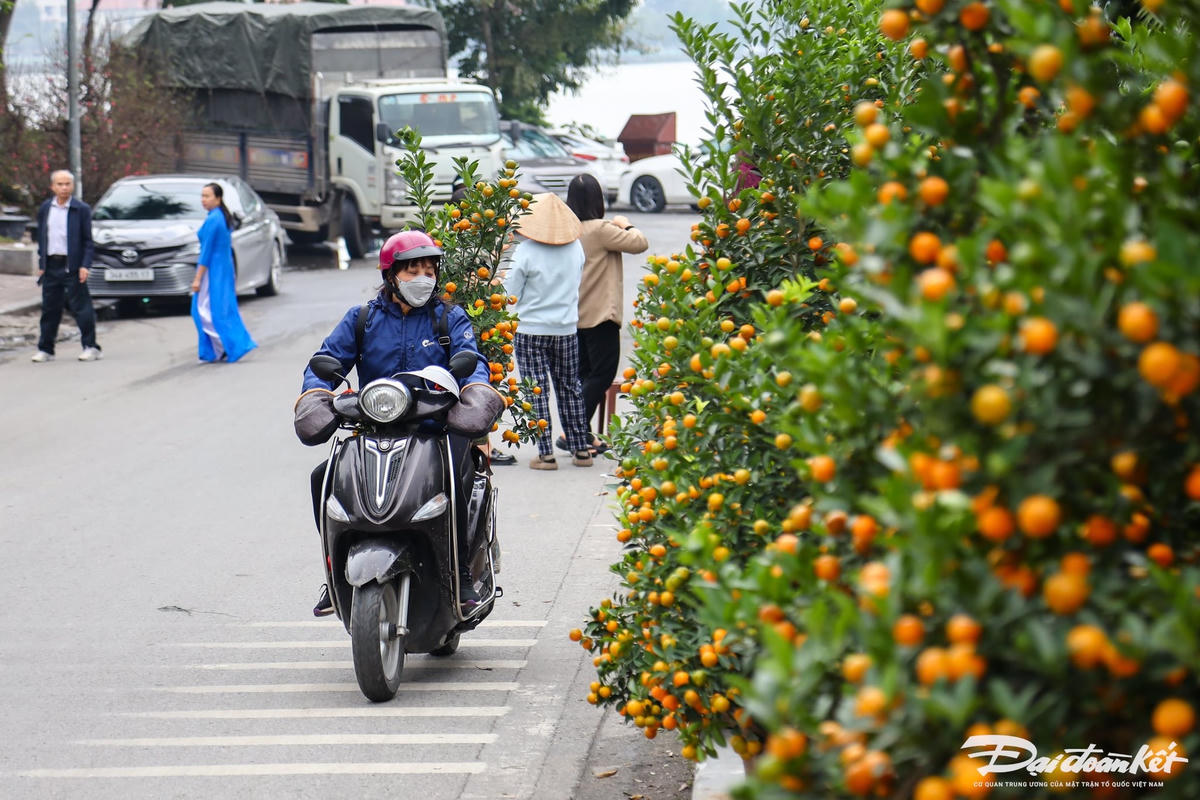 W_quyt-hinh-rong_le-khanh21.jpg