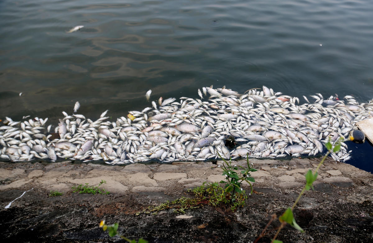 Tình trạng cá chết đã ảnh hưởng lớn đến vệ sinh môi trường, người dân đi thể dục, dạo bộ xung quanh hồ và các hoạt động vui chơi giải trí khác trong Công viên Trung tâm TP Hà Tĩnh. 