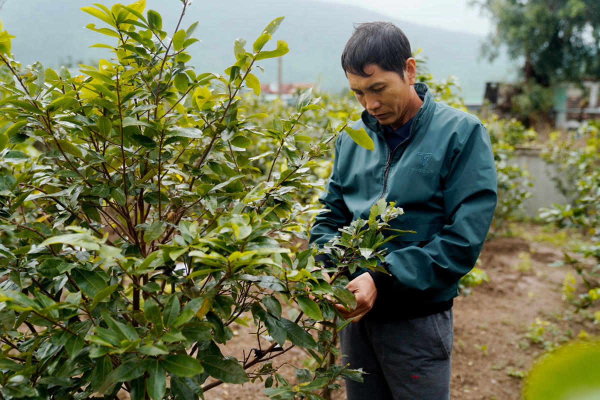 Hộ gia đình anh Nguyễn Viết Xuân cho biết, mỗi năm nếu thuận lợi có thể bán được khoảng 300 triệu đồng. Vào những ngày gần đây, người dân vùng khác cũng đến xem mai tuy nhiên chưa thấy mua nhiều. 