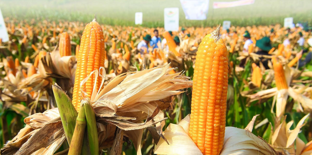 Tây Nguyên có lợi thế phát triển các sản phẩm ngô làm nguyên liệu cho thức ăn chăn nuôi.