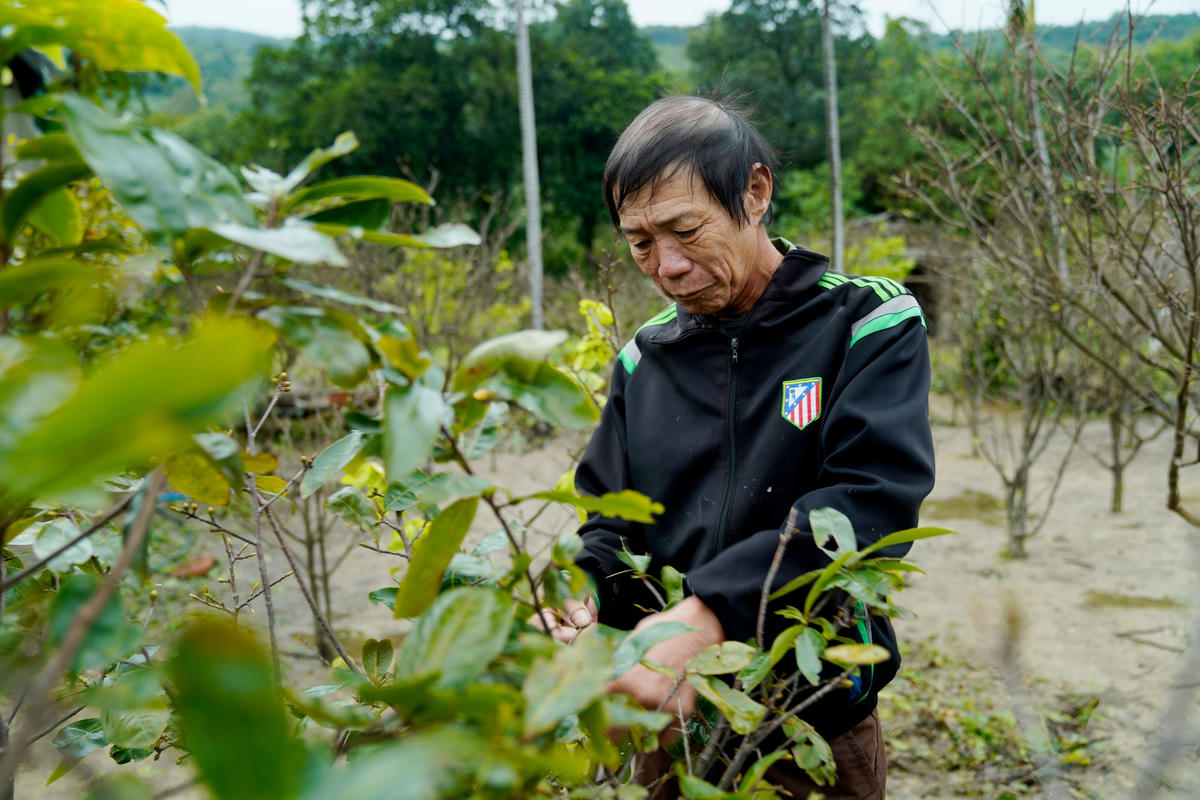  Theo chia sẻ của nhiều hộ dân, vào khoảng giữa tháng 11 Âm lịch quy trình tỉa lá mới bắt đầu để cho hoa nở đúng dịp Tết, nhưng do thời gian qua do thời tiết bất thường nên nhiều cây mai trong vườn bắt đầu có dấu hiệu rụng lá, nụ hoa phát triển và nhanh chóng ra hoa.