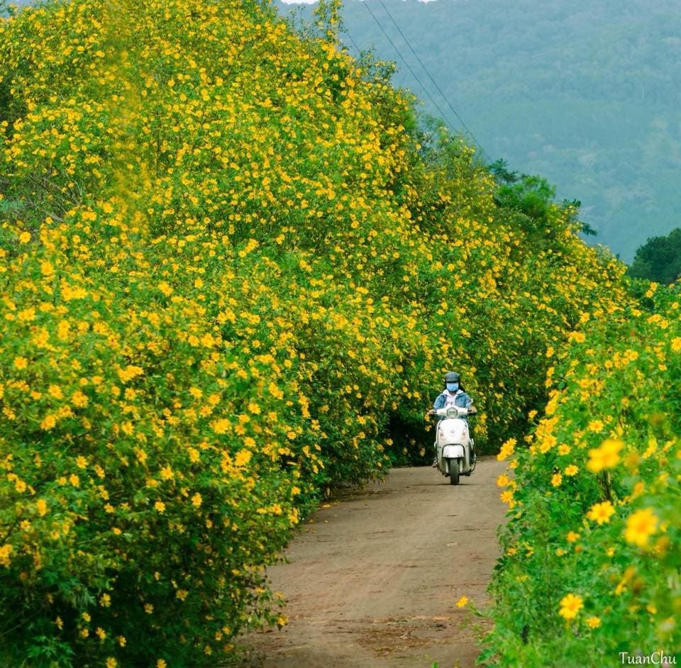 Tháng 12, hoa dã quỳ nhuộm vàng Tây Nguyên. Ảnh: Viettour.