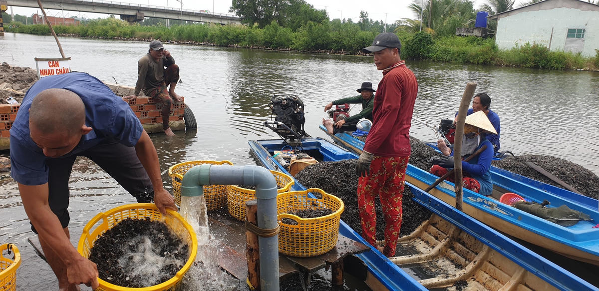 Con vòm đen sau khi được người dân bắt đem về bán lại cho các thơng lái chở đi nhiều nơi để bán lại cho cua ăn hoặc làm thức ăn cho tôm hùm và các loài thuỷ sản khác.