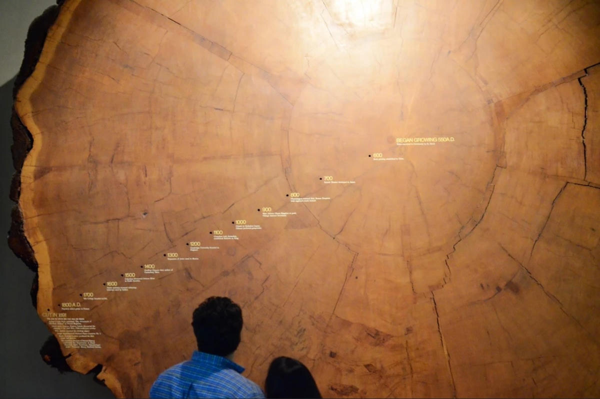 Nhiều cây, được tìm thấy trên khắp thế giới, đã hàng nghìn năm tuổi. Ảnh: CNN.