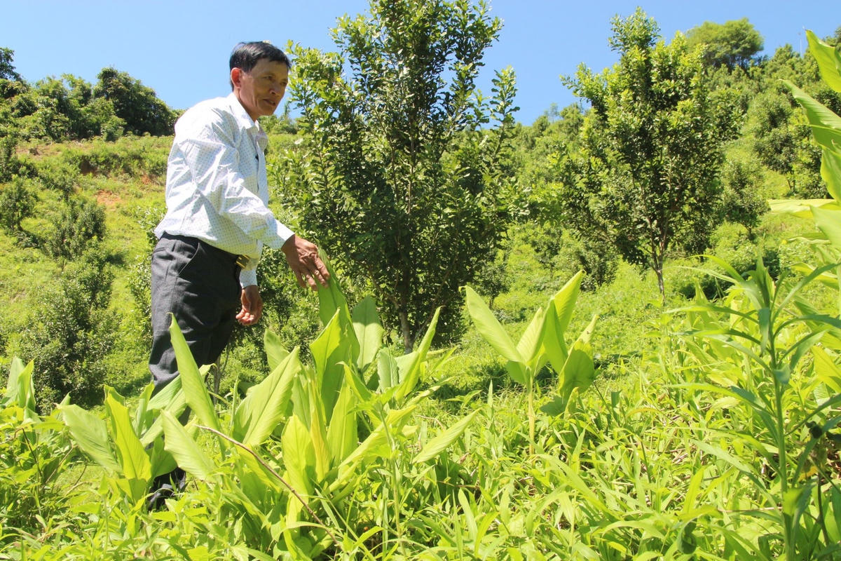 Ông Nguyễn Lên trồng mắc ca xen lên cây nghệ để duy trì nguồn thu chờ cây mắc ca cho thu hoạch - Ảnh: P.Hậu
