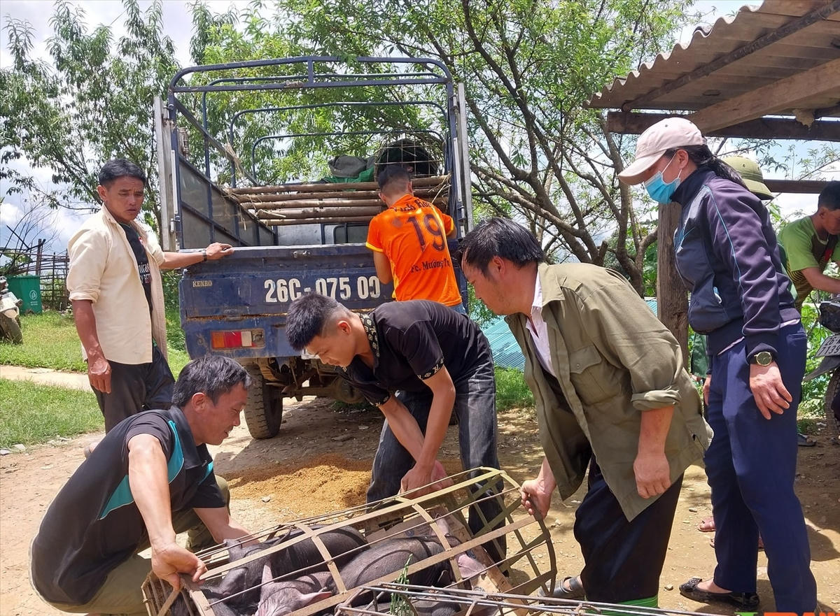 Nhờ triển khai đúng đối tượng, trúng nhu cầu và người dân nắm rõ mục đích, ý nghĩa của các chính sách nên các dự án hỗ trợ sản xuất ở tỉnh Sơn la phát huy hiệu quả.
