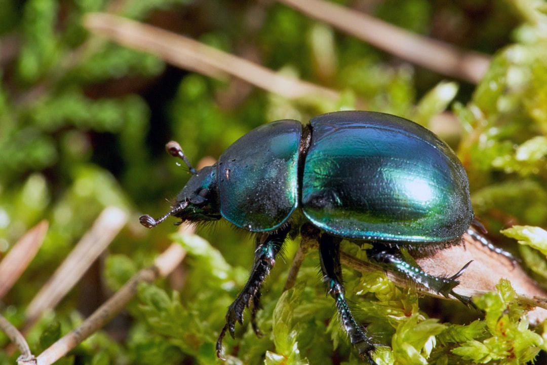 Những loài động vật có thể thụ phấn