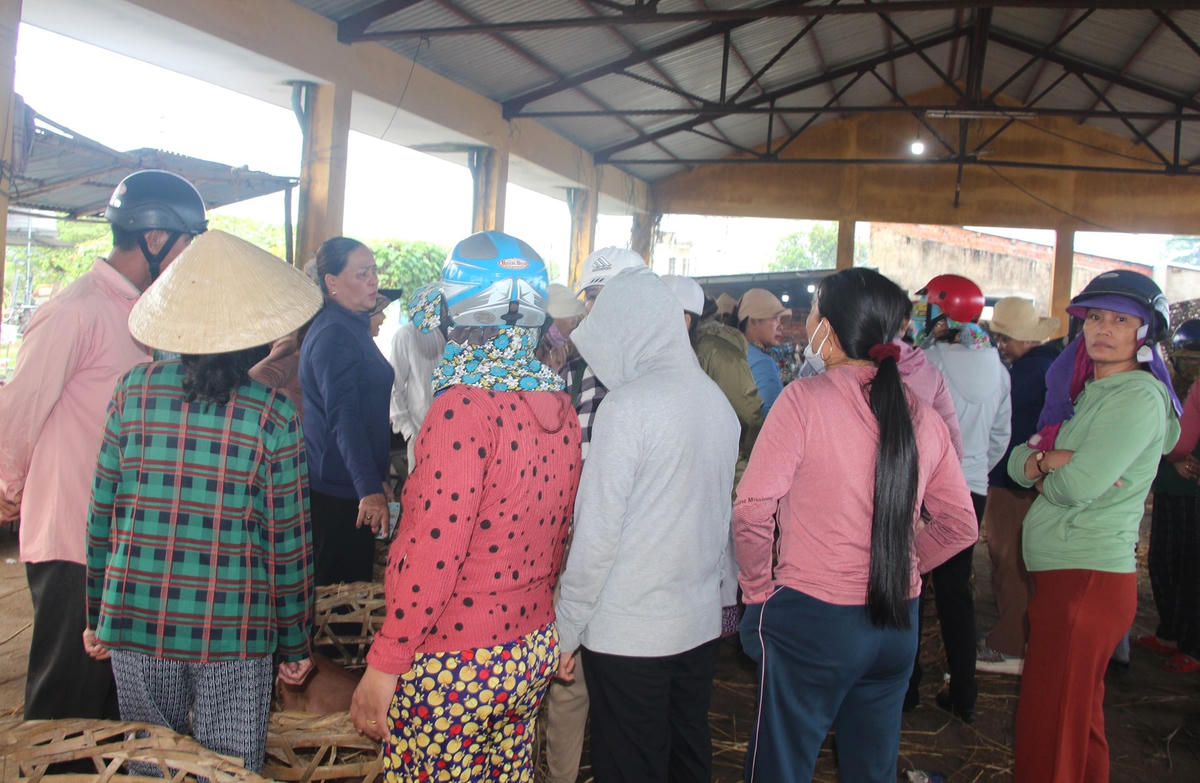 Rất đông người dân đang lựa chọn mua heo.
