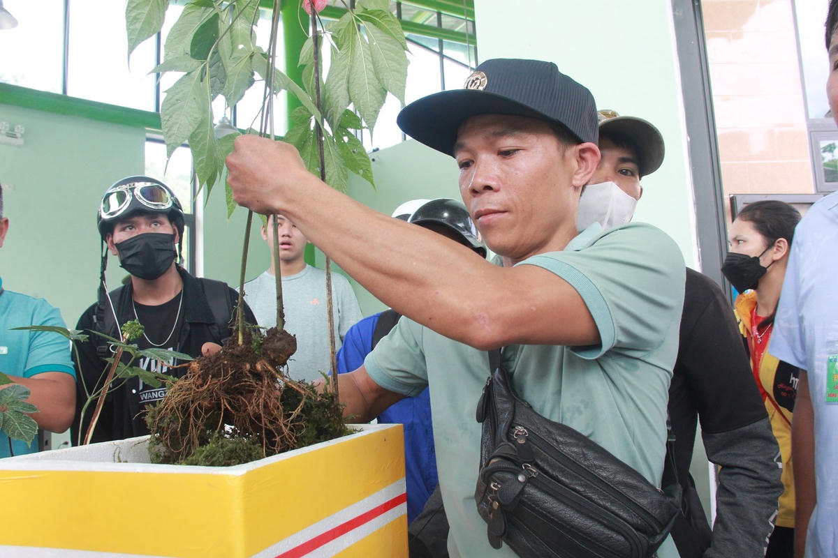 Những cây sâm Ngọc Linh có giá hàng trăm triệu đồng. 
