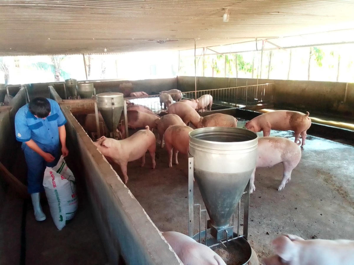 Giá heo hơi xuống thấp khiến các trang trại tại xã Xuân Thành thua lỗ nặng.