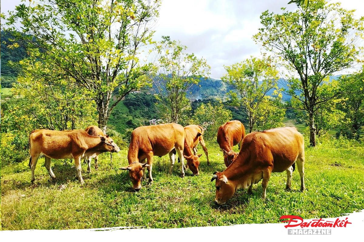 Anh Dung kết hợp chăn nuôi bò dưới vườn cam.