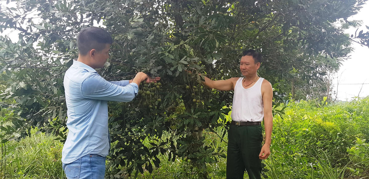 Đầu tư lớn, năng suất thấp, giá cả bếp bênh đã khiến người trồng mắc ca tại Thanh Hóa không còn mặn mà với loài cây “vàng” này.