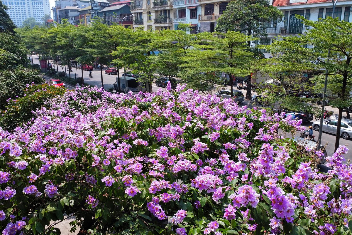  Hoa bằng lăng là một loài hoa đặc trưng của miền nhiệt đới Nam Á.