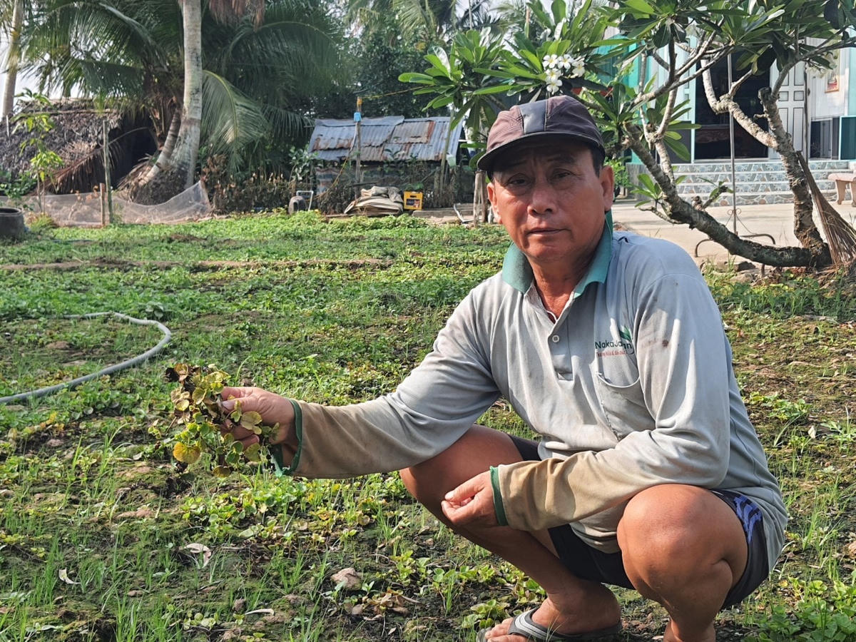 Gần 1 công rau má của ông Trần Văn Việt ở ấp 18 đang xanh tốt khi lấy nước kênh bị ô nhiễm lên tưới liền bị héo chết dần dần. 