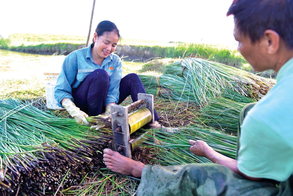 Công đoạn chẻ cói đòi hỏi người lao động phải có đôi bàn tay khéo léo.  