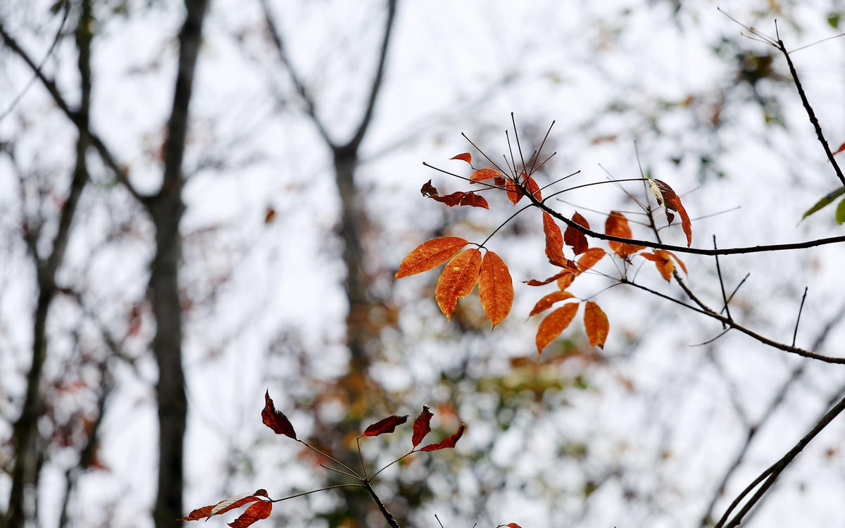 Những chiếc lá xanh gần như cuối cùng trên cành đang chuyển sang màu cam vàng rực rỡ và phải đến đầu tháng 3, khi những mầm non đâm chồi, cả khu rừng mới lại xanh mướt.