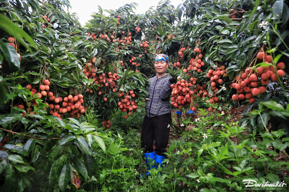 vai_thieu-le-khanh26.jpg