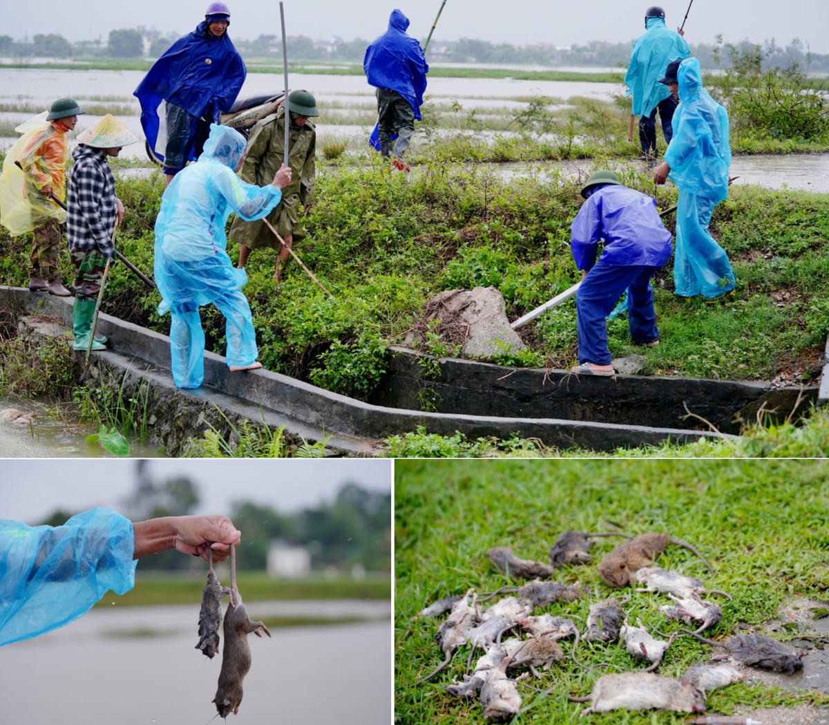 Người dân tìm đủ mọi ngóc ngách những nơi khả năng có chuột ấn náu. Ảnh: Cẩm Kỳ